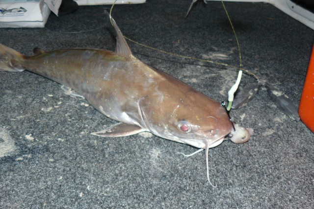 Exmouth Catfish
